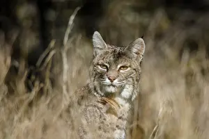 Nort: Wild Bobcat (Lynx rufus) in Central California