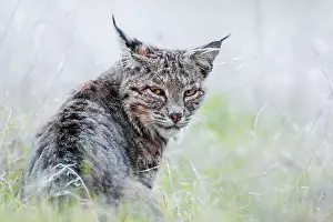 Rufus: Wild Bobcat (Lynx rufus) in Central California