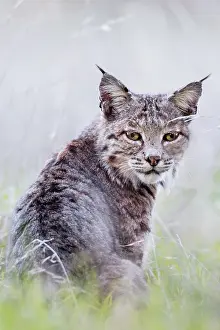 Rufus: Wild Bobcat (Lynx rufus) in Central California