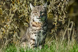 Rufus: Wild Bobcat (Lynx rufus) in Central California