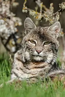 Rufus: Wild Bobcat (Lynx rufus) in Central California