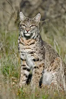 Rufus: Wild Bobcat (Lynx rufus) in Central California