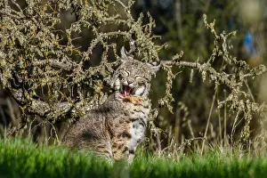 Wildcats: Wild Bobcat (Lynx rufus) in Central California's