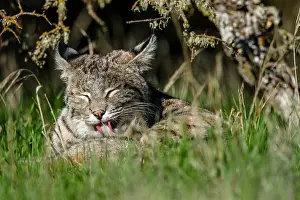 Wildcats: Wild Bobcat (Lynx rufus) in Central California's