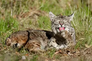 Wildcats: Wild Bobcat (Lynx rufus) in Central California's