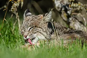 Rufus: Wild Bobcat (Lynx rufus) in Central California's