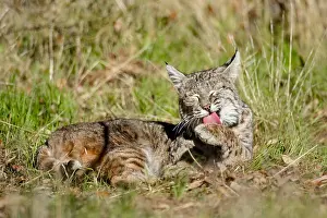 Rufus: Wild Bobcat (Lynx rufus) in Central California's