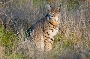 Rufus: Wild Bobcat (Lynx rufus) along edge of field in