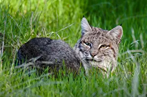 Nort: Wild Bobcat (Lynx rufus) resting in grass on hillside