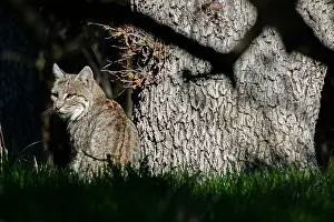 Rufus: Wild Bobcat (Lynx rufus) sitting by oak tree in