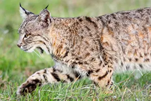 Nort: Wild Bobcat (Lynx rufus) walking though grass in
