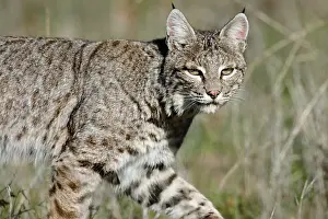 Nort: Wild Bobcat (Lynx rufus) walking though grass in