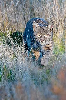 Nort: Wild Bobcat (Lynx rufus) walking/stalking though