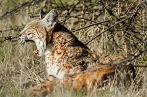 Rufus: Wild Bobcat (Lynx rufus) yawning. Central California