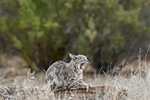 Wildcats: Wild Bobcat (Lynx rufus) yawning. California