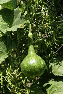 Gourds: Wild bottle gourd / Calabash