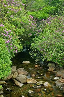 Ponticum: wild brook - in forest with lilac coloured rhododendron