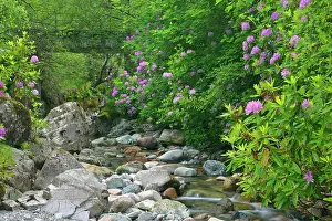 Ponticum: wild brook - in forest with lilac coloured rhododendron