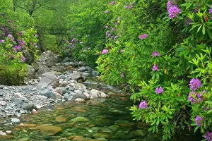 Ponticum: wild brook - in forest with lilac coloured rhododendron