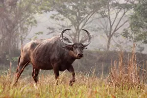 Bubalis: Wild Buffalo - on the move