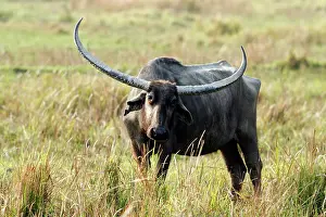 Bubalis: Wild Buffalo