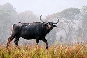 Bubalis: Wild Buffalo - on the move
