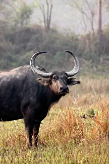 Bubalis: Wild Buffalo