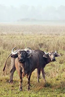 Bubalis: Wild Buffalo
