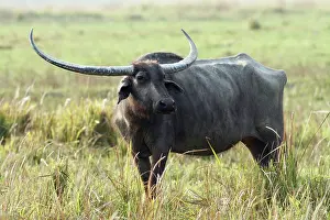 Bubalis: Wild Buffalo