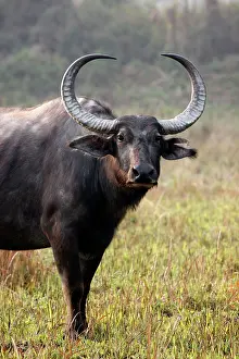 Bubalis: Wild Buffalo