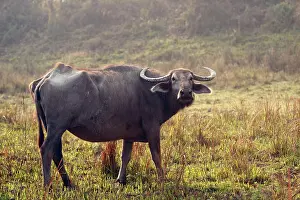 Bubalis: Wild Buffalo
