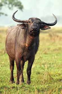 Bubalis: Wild Buffalo