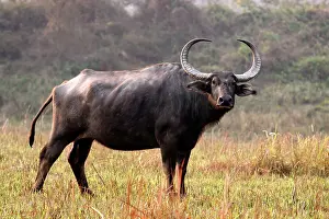 Bubalis: Wild Buffalo