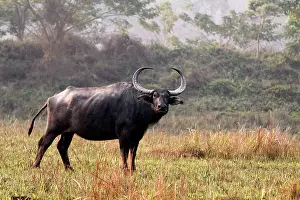 Bubalis: Wild Buffalo