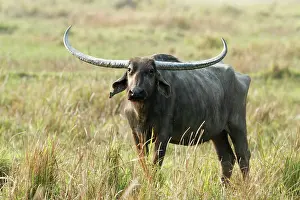 Bubalis: Wild Buffalo