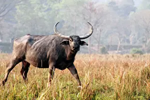 Bubalis: Wild Buffalo - on the move
