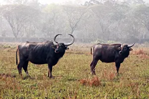 Bubalis: Wild Buffalo