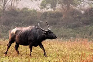 Bubalis: Wild Buffalo