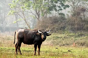 Bubalis: Wild Buffalo