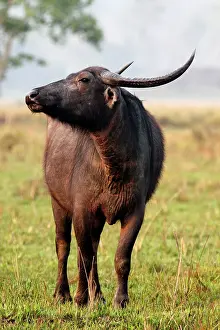 Bubalis: Wild Buffalo