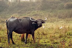 Bubalis: Wild Buffalo