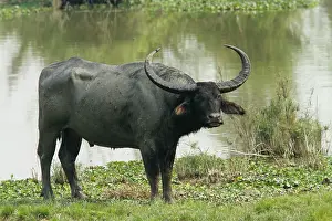 Bubalis: Wild Buffalo - on the banks of river Brahamputra