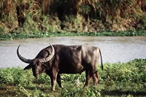 Horns: WILD BUFFALO - bull, by water