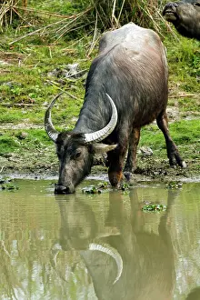 Bubalis: Wild Buffalo - drinking water