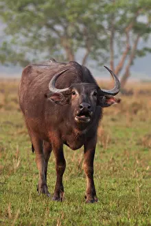 Kaziranga: Wild Buffalo in the grassland, Kaziranga