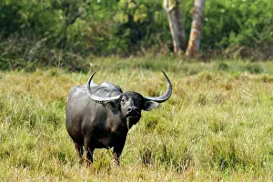 Bubalis: Wild Buffalo - in the grasslands