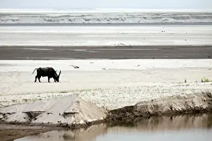 Bubalis: Wild Buffalo - lone Buffalo on the banks of river