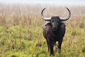Bubalis: Wild Buffalo - on a misty morning