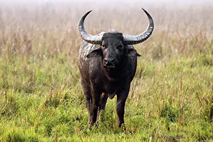 Bubalis: Wild Buffalo - on a misty morning