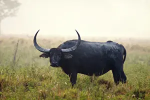 Bubalis: Wild Buffalo - on a misty morning